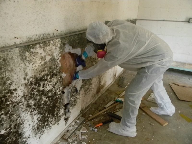 Mold Removal 4 Mold Removal 3