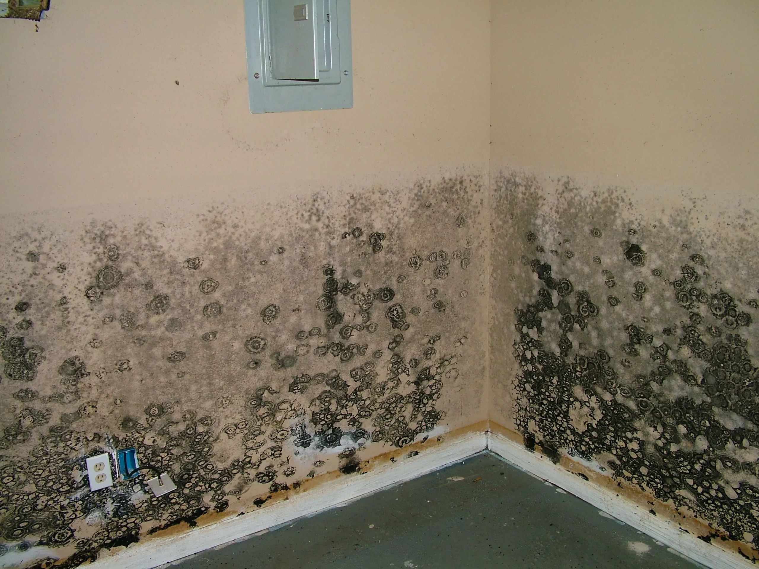 Mold Removal 6 Mold Removal 4 scaled