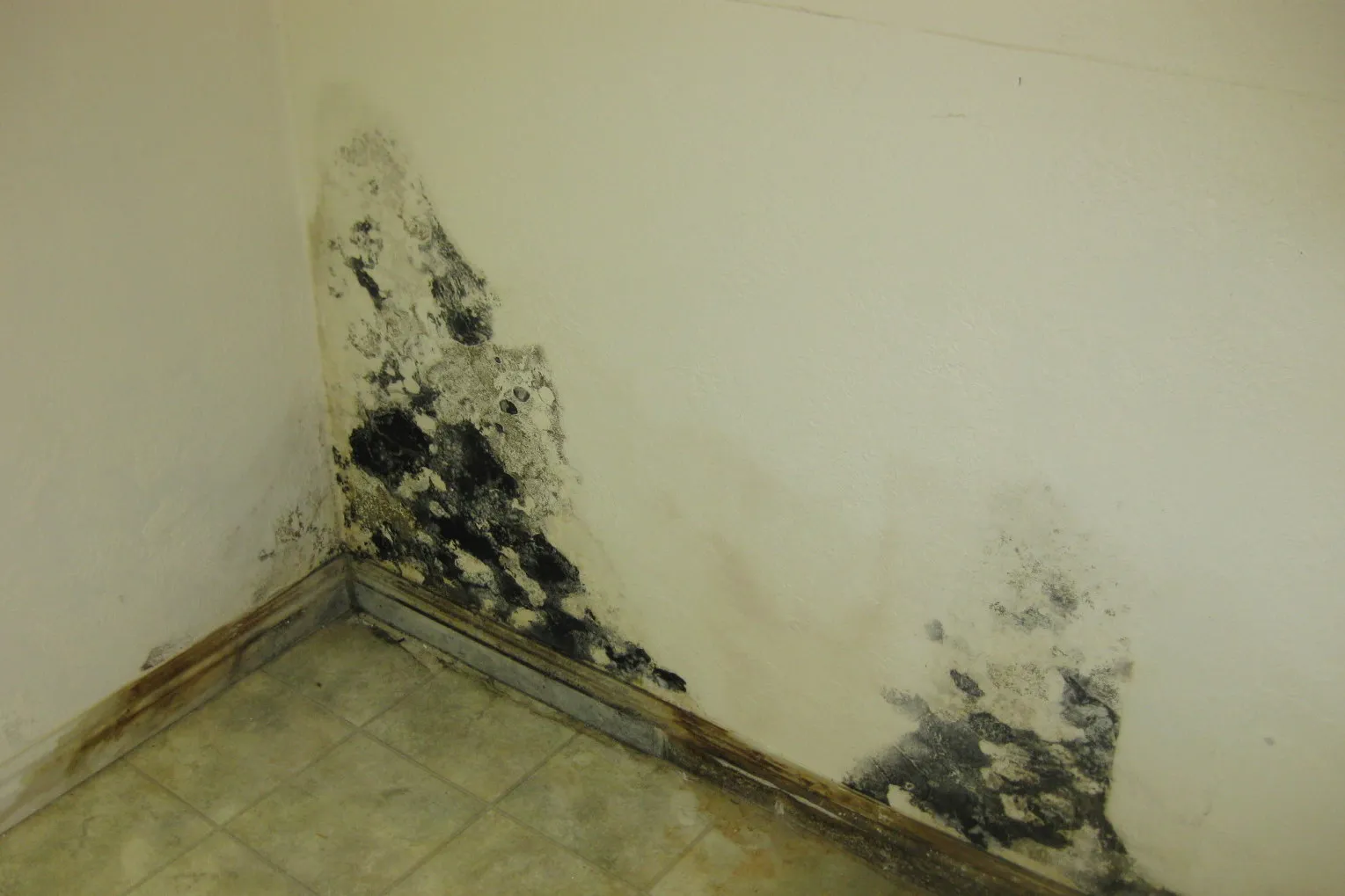 Mold Removal 7 Mold Removal 5