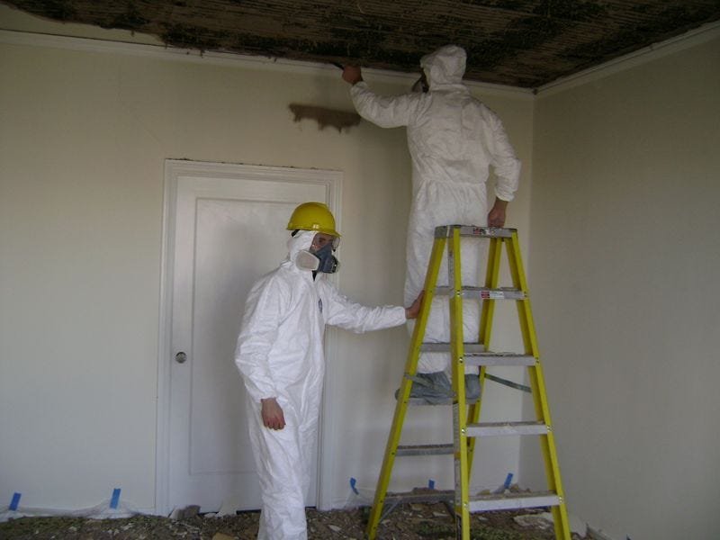 Mold Removal 8 Mold Removal 6